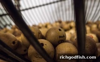 从古代博弈到数字时代：财神捕鱼带你解读彩票发展史与未来趋势