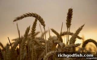 财神捕鱼每日签到返现全攻略：玩法规则与收益最大化技巧