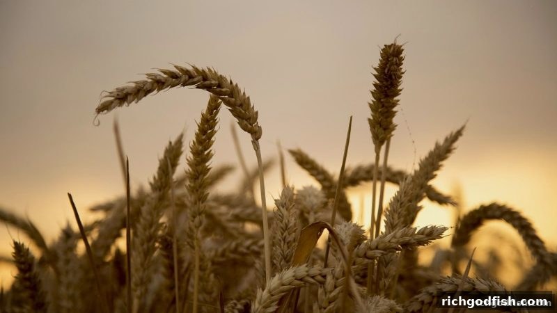 财神捕鱼每日签到返现全攻略：玩法规则与收益最大化技巧