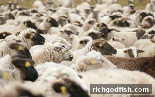 财神捕鱼揭秘：欧冠直播季如何用USDT入金提升观赛体验？